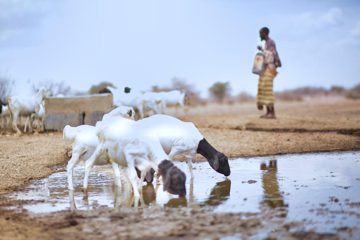 Efectos adversos de la sequía en Kenia