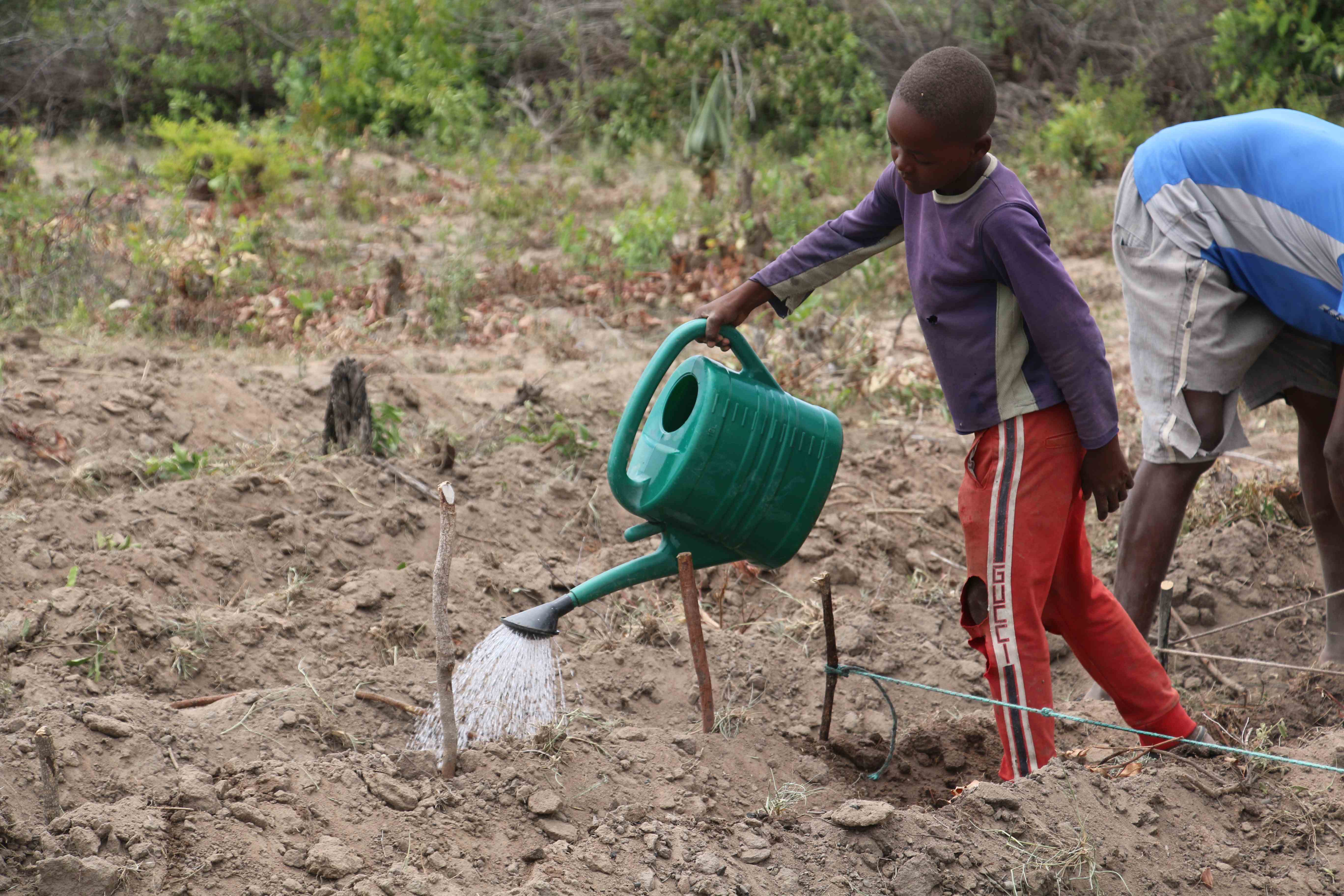 Joven regando cultivos experimentales en un campo de Angola.