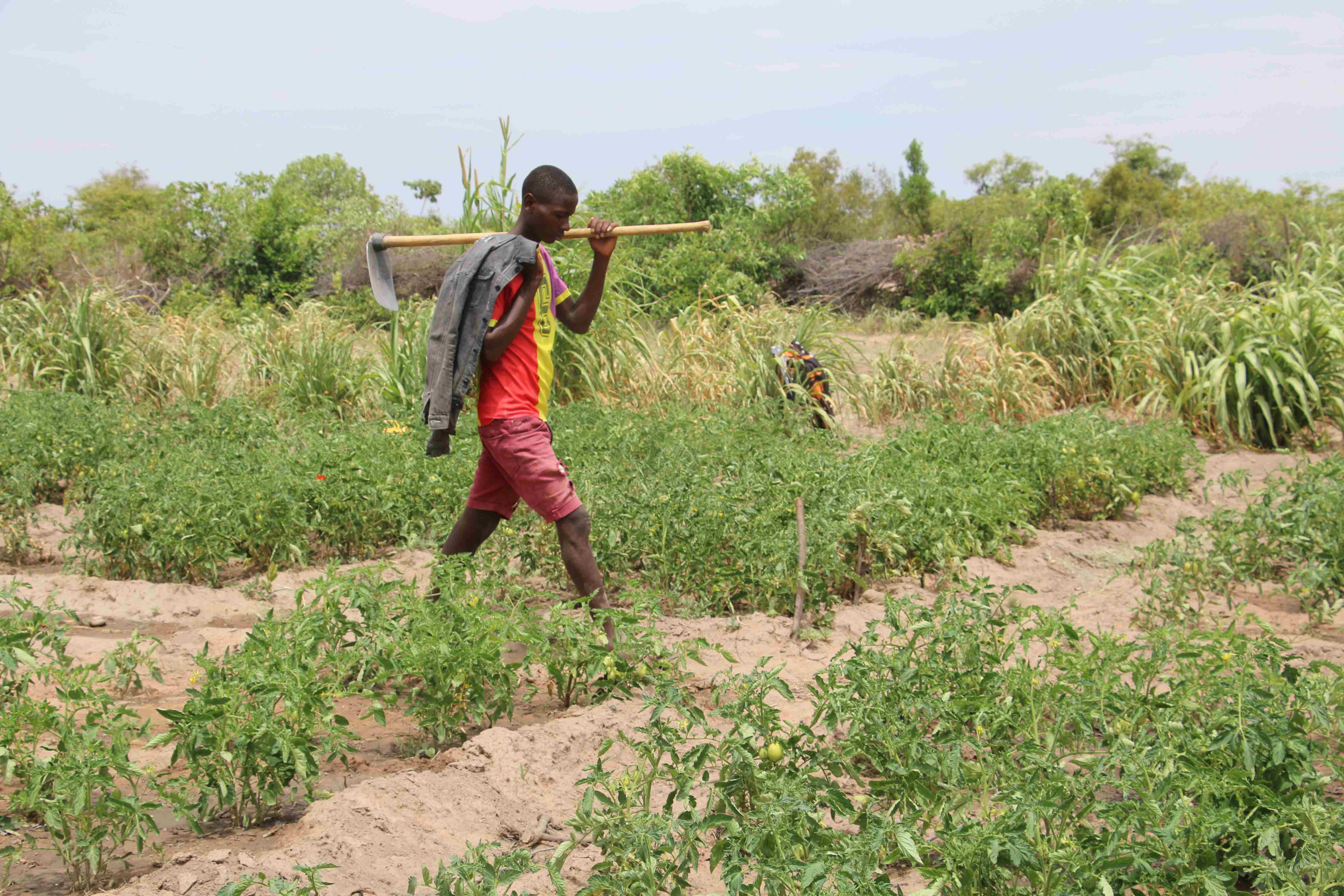 Un niño de una escuela de campo en Angola camina por un campo llevando una azada de jardín