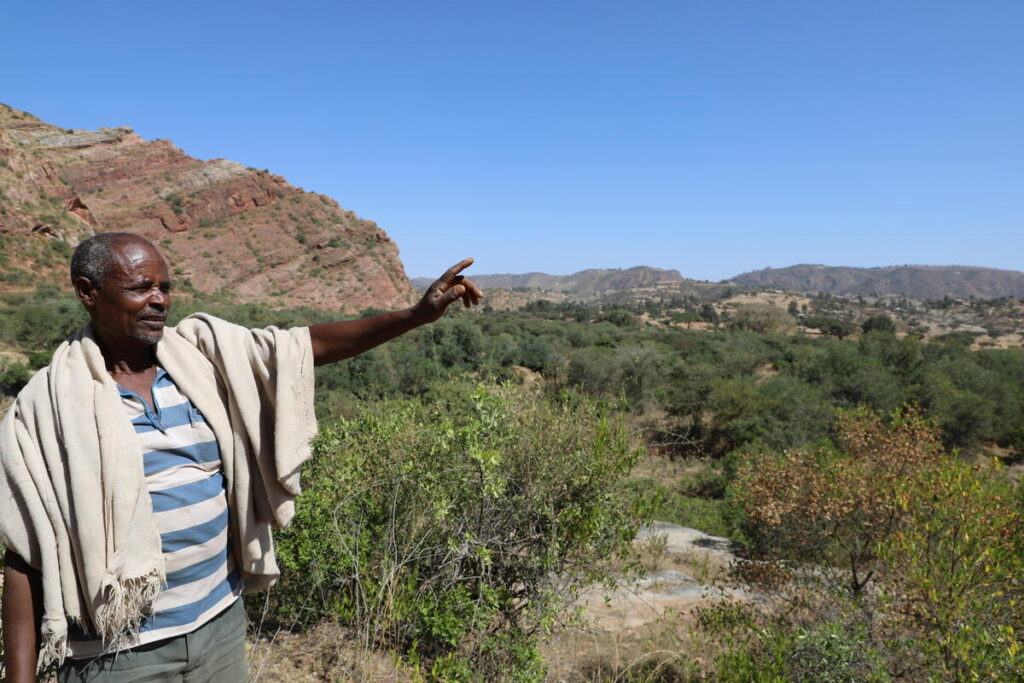 Reforestación en África